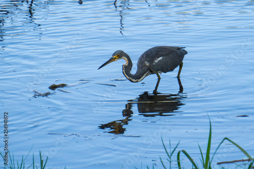 A blue gray Tricolored Heron (Egretta tricolor) in a pond at Indian Riverside Park, Jensen Beach, Martin County, Florida, USA