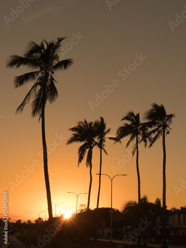 Palm trees sunset orange vertical tropical landscape