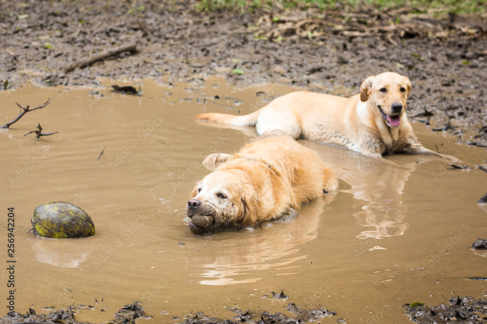 Golden Retriever couple having fun in the mud. Golden Retriever couple having fun in the mud.