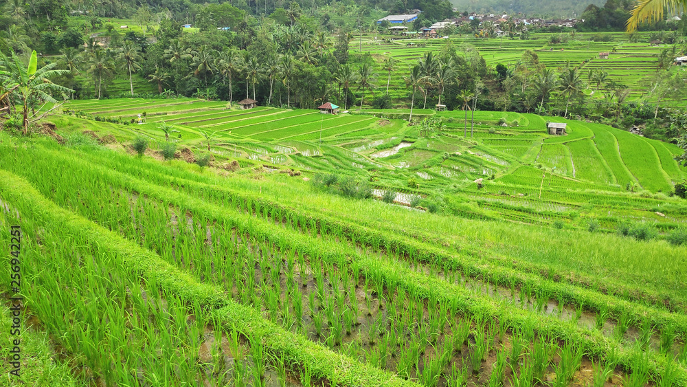Jatiluwih rice terrace with sunny day in Ubud, Bali