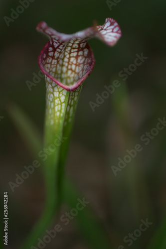 A closeup shot and bokeh of a green exotic pitcher plant
