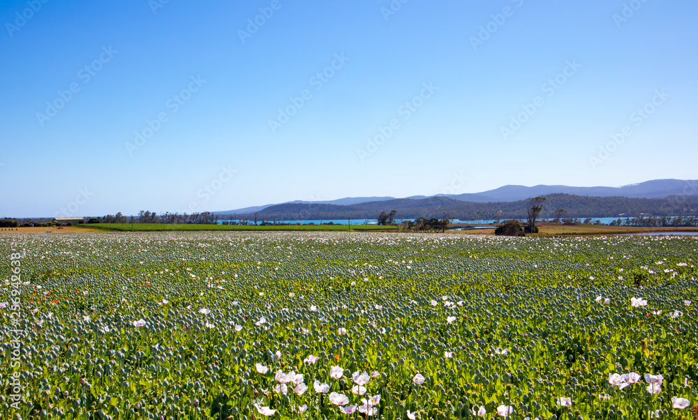 Poppy field farm crop Tasmania Australia