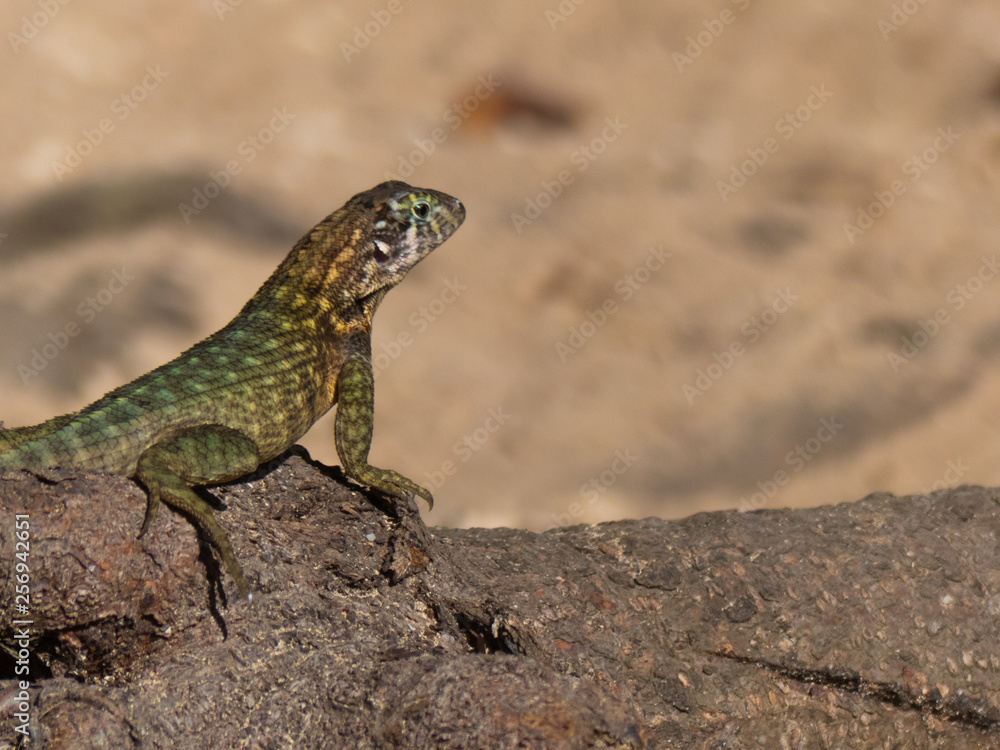 Small lizard portrait nature sunny day tree Small lizard portrait nature sunny day tree