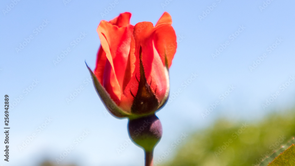Red rose bud opening against a blue sky Red rose bud opening against a blue sky