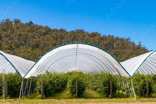 Berry farm Tasmania Australia