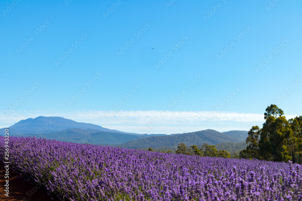 Naklejka premium Lavender Farm Tasmania Australia Landscape