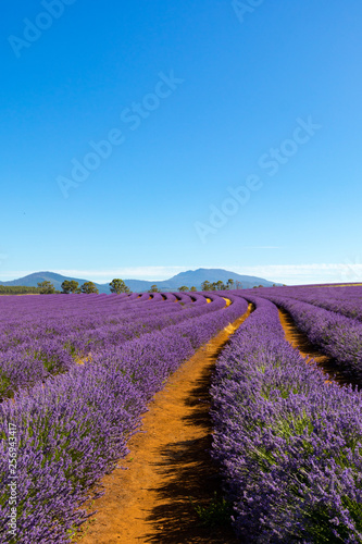 Lavender Farm Tasmania Australia Landscape