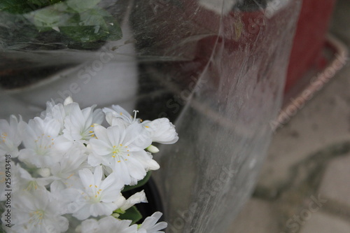 white flowers