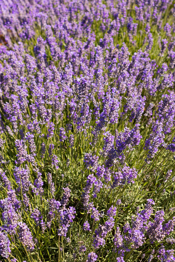 Obraz premium Close up lavender plants bees Tasmania Australia