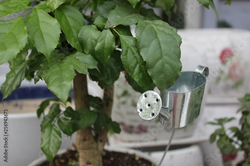 plant in a pot