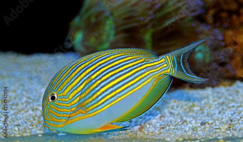 Clown Tang  Acanthurus lineatus 