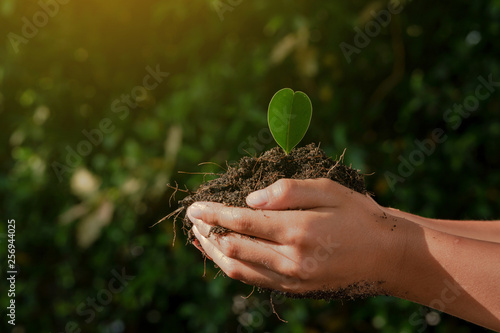 Fotografie Little child hands take care and plant young seedling on a black soil