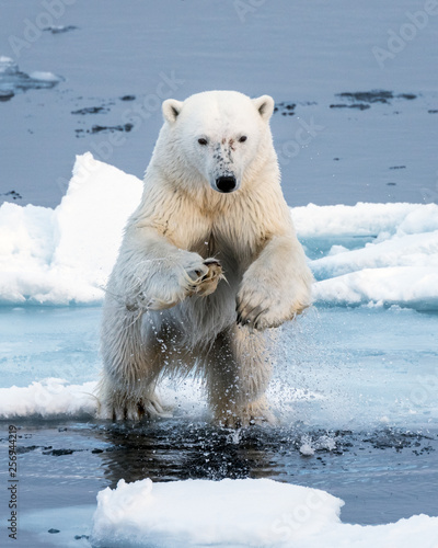 Fotografie Polar Bear leaping a gap in the ice, head on close up, mid-air