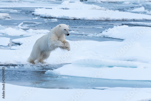 POlar Bear jumping a gap in the sea ice