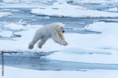 POlar Bear jumping a gap in the sea ice
