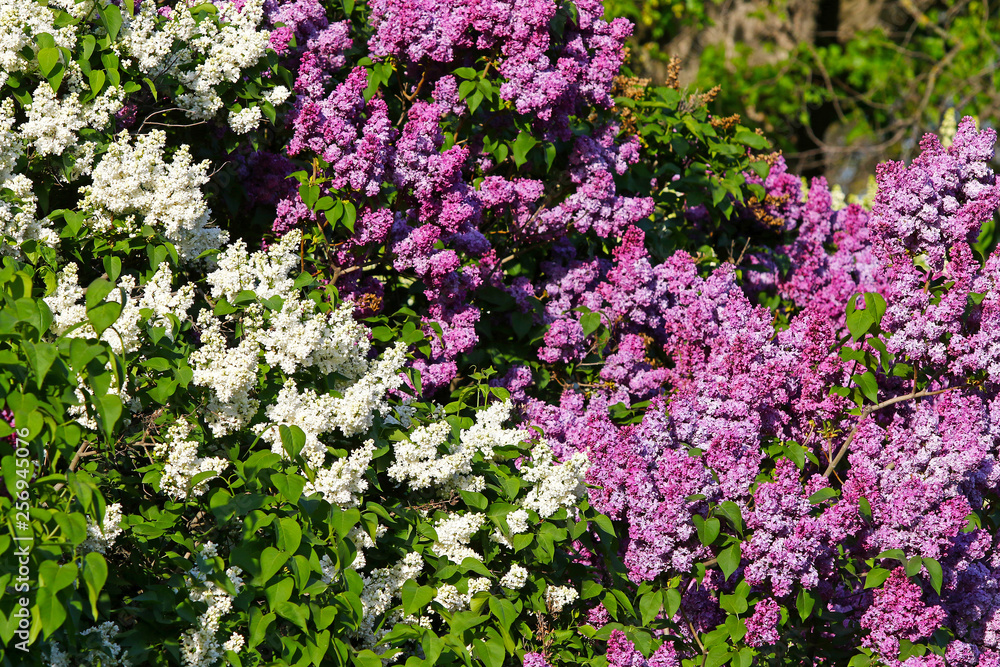 Close-up natural pattern made of branch of blossoming white and pink lilac in the garden. Bright spring background
