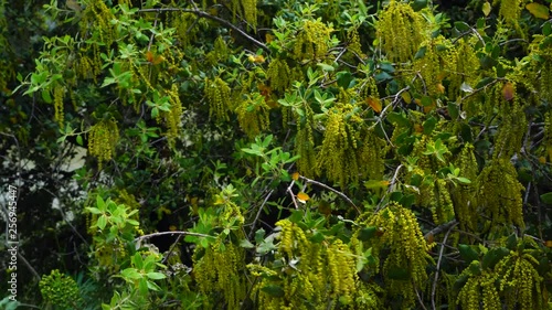 Katkin, HOLM OAK - ENCINA, HOLM OAK - ENCINA, La Rocas dels Bous, San Lorenzo de Montgai, Sierra del Montsec, Lleida, Catalonia, Spain, Europe photo