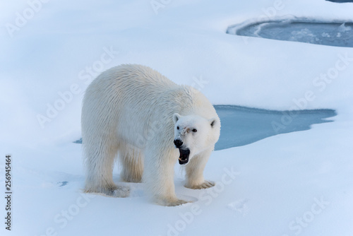 Polar Bear roaring