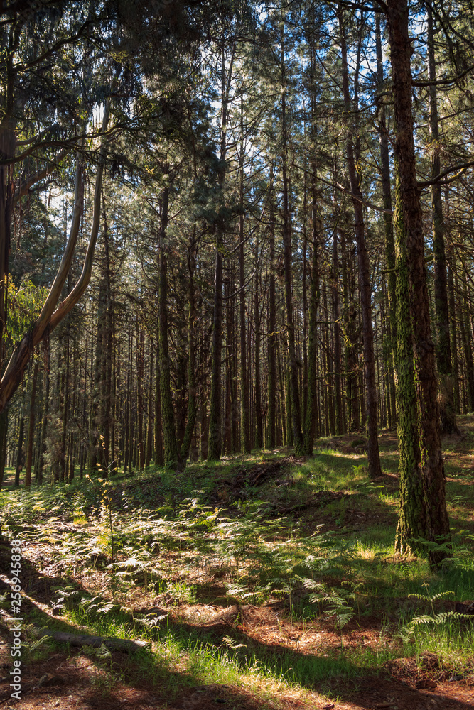 Beautiful forest scene with sun rays and shadows in the morning Beautiful forest scene with sun rays and shadows in the morning