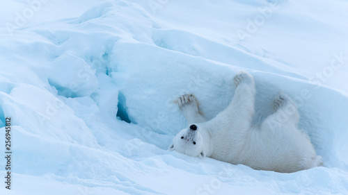 Polar Bear rolling around in the snow