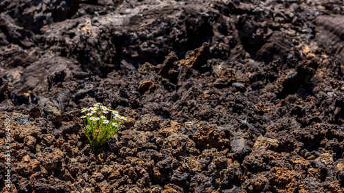 Wild daisy flowers growing on lava rocks with blurred background