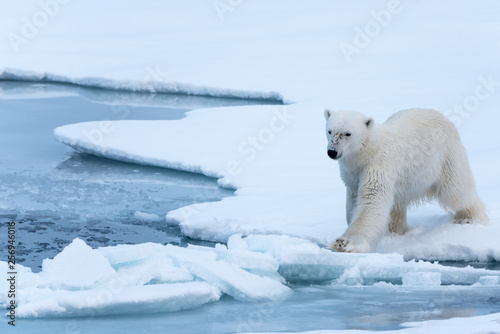 Polar Bear tentatively testing thin broken ice before stepping onto it