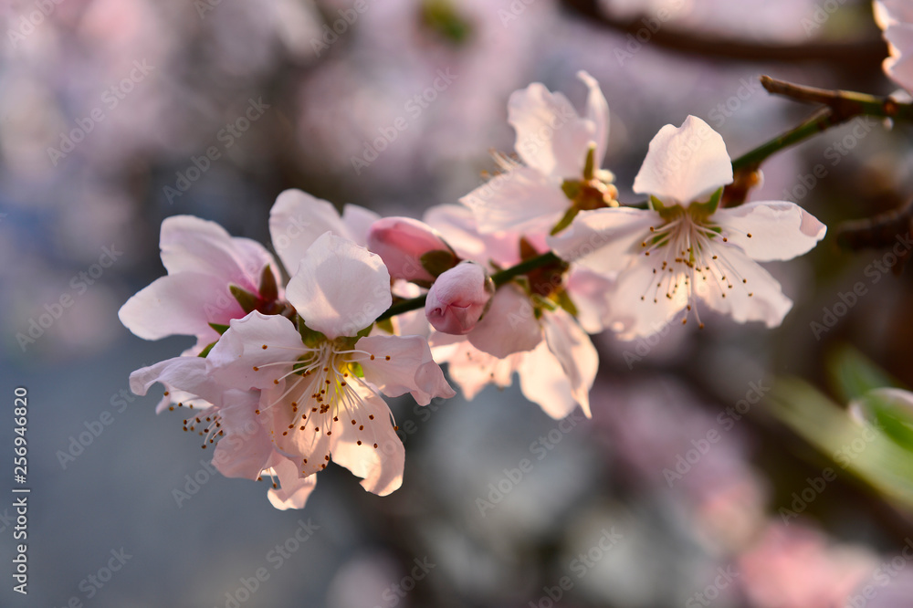 In full bloom in the peach blossom In full bloom in the peach blossom