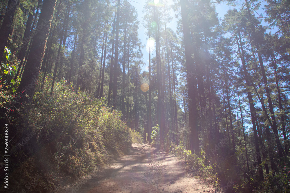 Obraz premium arboles