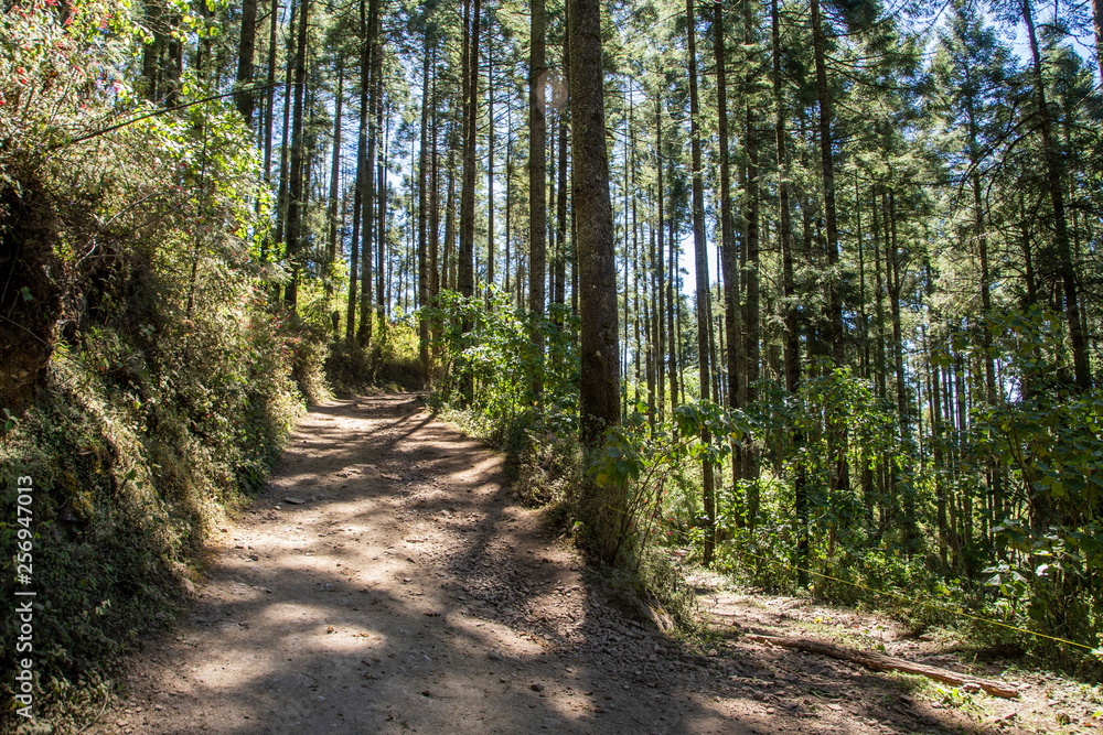 Fototapeta premium arboles