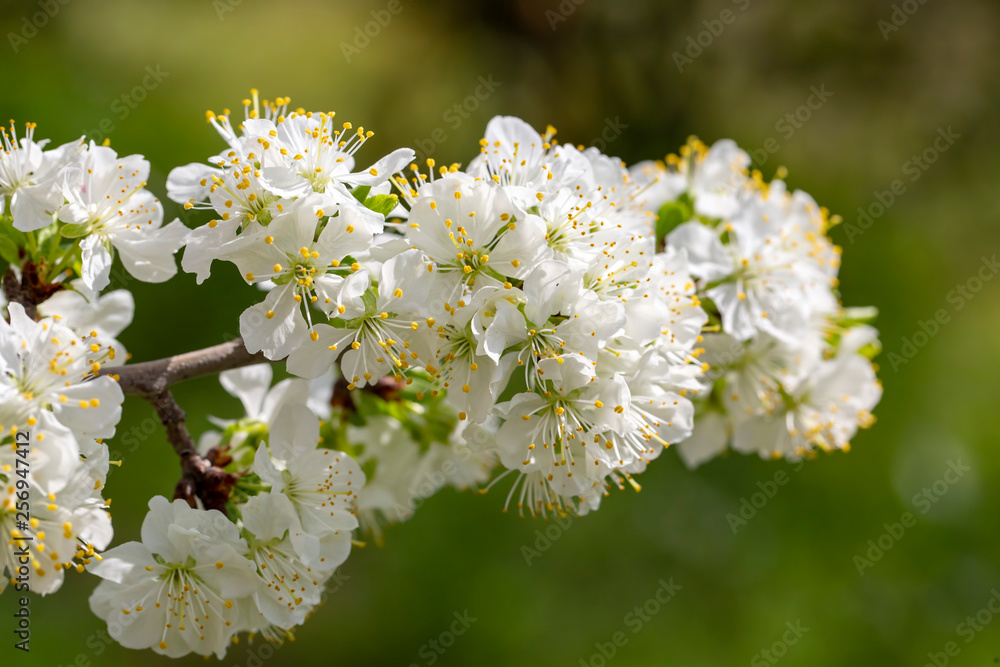 Green plum tree blossom in nature, spring season. Green plum tree blossom in nature, spring season.