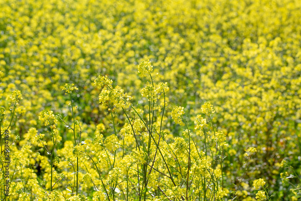 Spring Time Blooming Yellow Mustard Flowers. Izmir / Turkey