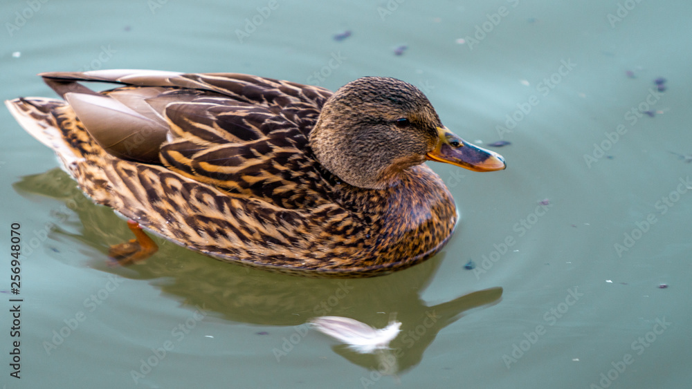 Duck kaczka krajobraz jezioro landscape lake ande Duck kaczka krajobraz jezioro landscape lake ande