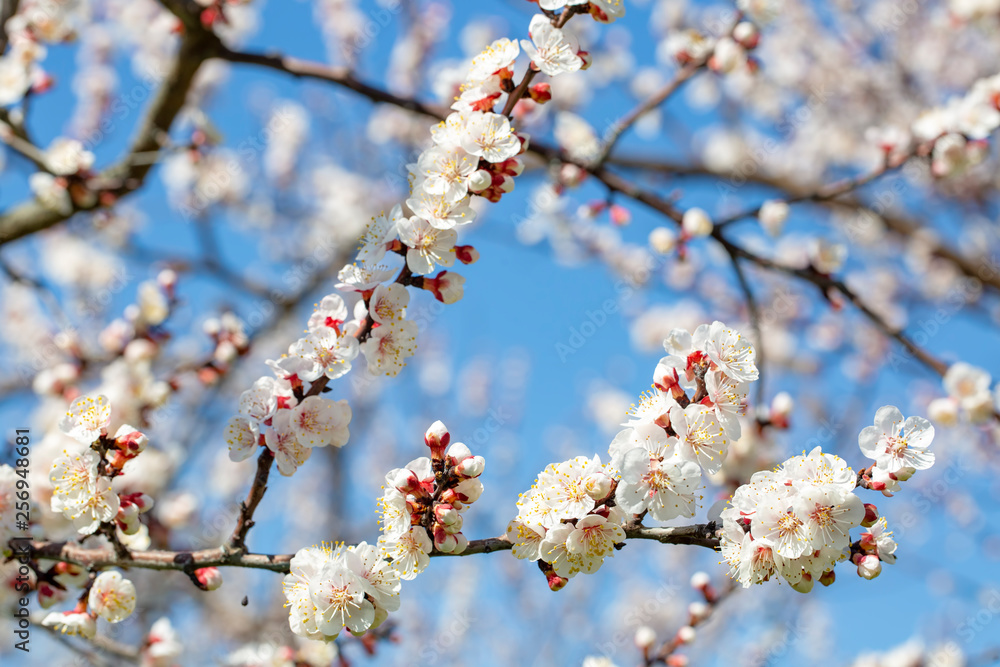 Apricot tree flowers with soft focus. Spring white flowers on a tree branch. Apricot tree in bloom. Apricot tree flowers with soft focus. Spring white flowers on a tree branch. Apricot tree in bloom.
