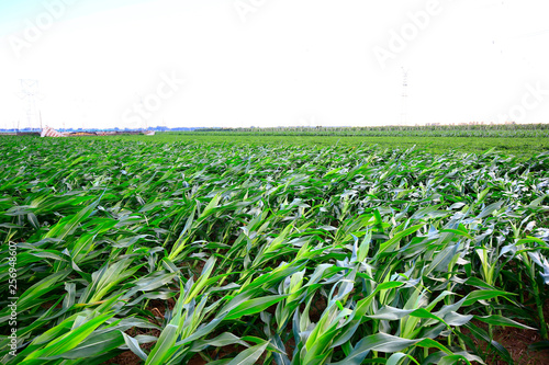 Corn fields of disaster, the wind blew.