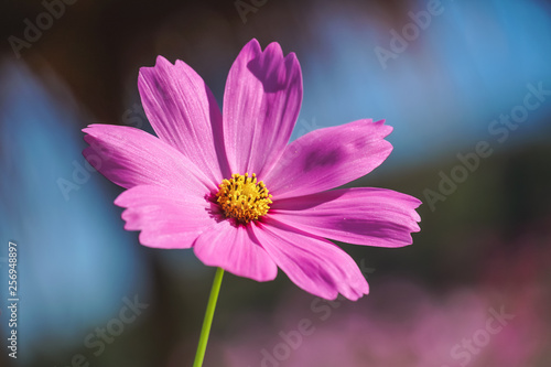 Cosmos flower..