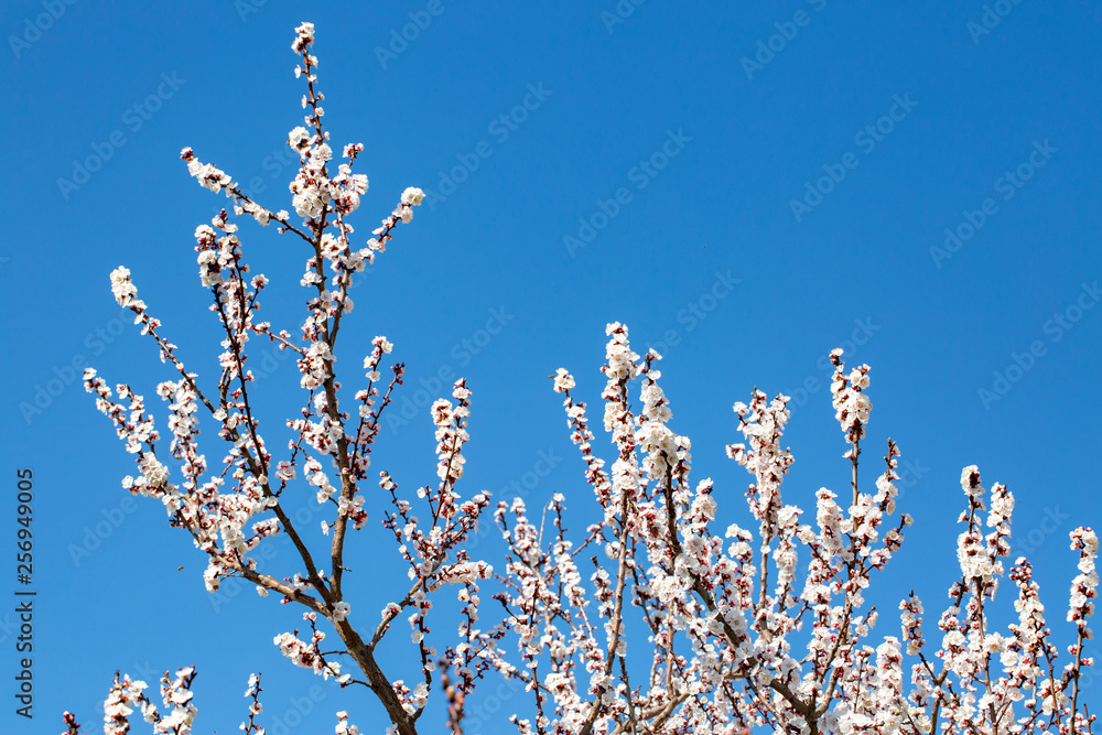 Apricot tree flowers with soft focus. Spring white flowers on a tree branch. Apricot tree in bloom.