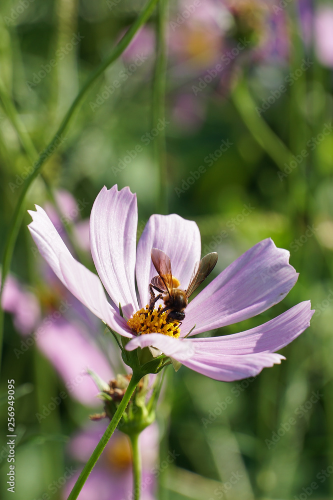 Bee on pink cosmos flower pollen background. Bee on pink cosmos flower pollen background.