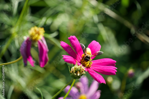 Bee on pink cosmos flower pollen background.