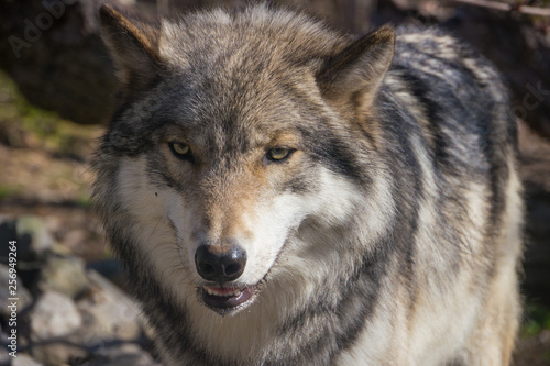 Wolf head closeup © Patrick
