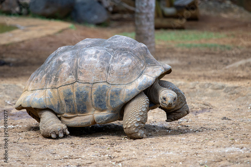 Giant turtles, dipsochelys gigantea in tropical island Mauritius