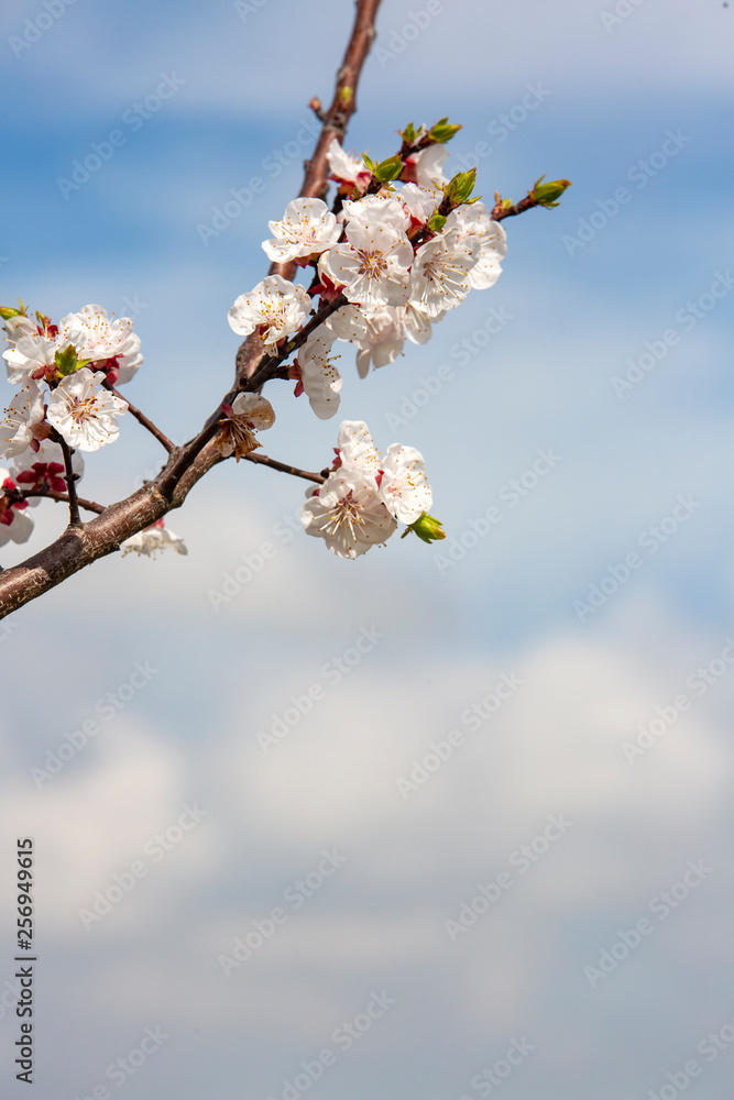Apricot tree flowers with soft focus. Spring white flowers on a tree branch. Apricot tree in bloom. Apricot tree flowers with soft focus. Spring white flowers on a tree branch. Apricot tree in bloom.