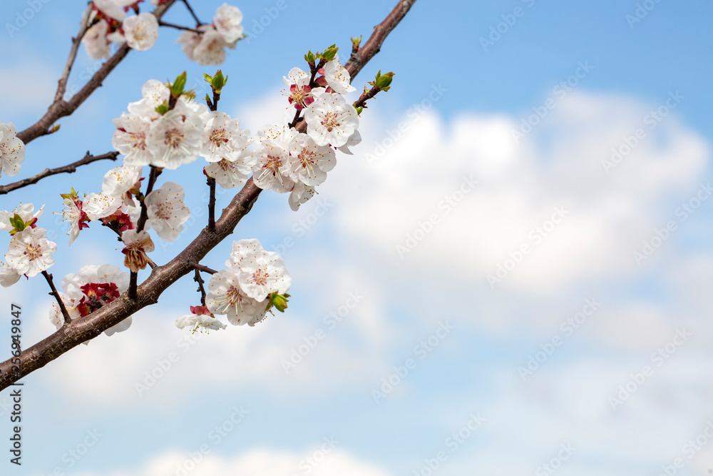 Apricot tree flowers with soft focus. Spring white flowers on a tree branch. Apricot tree in bloom. Apricot tree flowers with soft focus. Spring white flowers on a tree branch. Apricot tree in bloom.