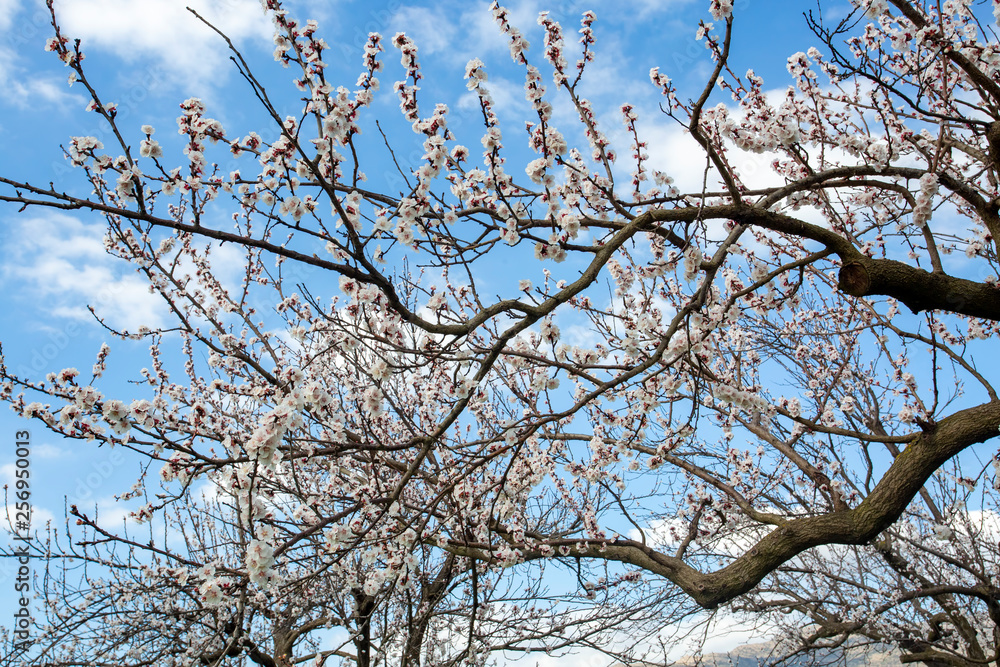 Apricot tree flowers with soft focus. Spring white flowers on a tree branch. Apricot tree in bloom. Apricot tree flowers with soft focus. Spring white flowers on a tree branch. Apricot tree in bloom.