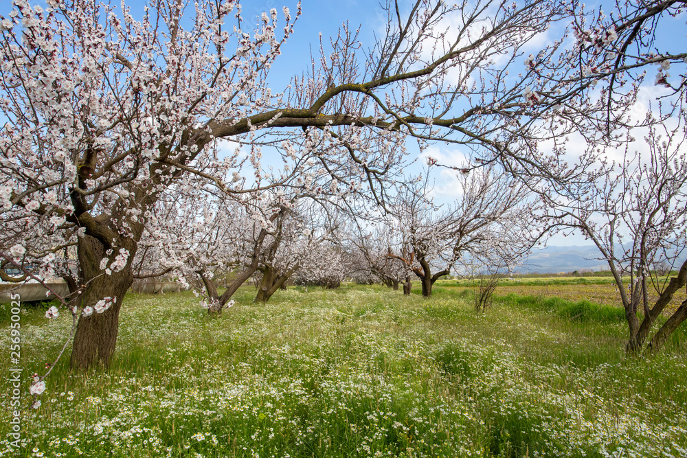 Apricot tree flowers with soft focus. Spring white flowers on a tree branch. Apricot tree in bloom. Apricot tree flowers with soft focus. Spring white flowers on a tree branch. Apricot tree in bloom.