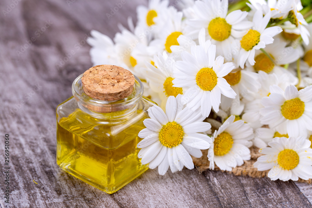 Essential oil in glass bottle with fresh chamomile flowers, beauty treatment. Essential oil in glass bottle with fresh chamomile flowers, beauty treatment.