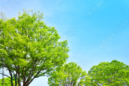 Fresh green trees and blue sky