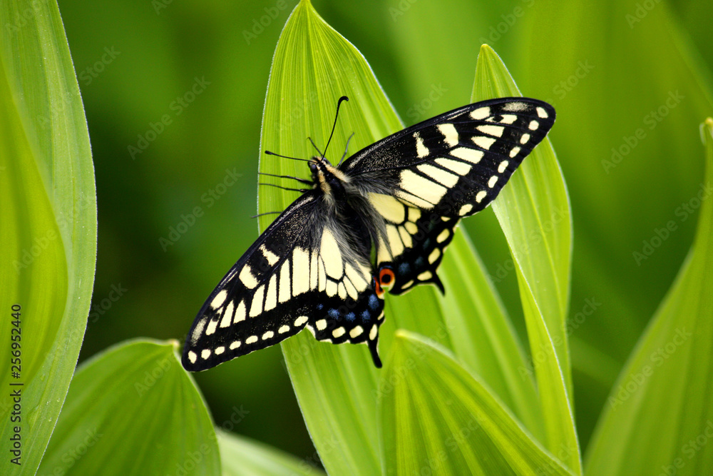 Swallowtail on false hellebore Swallowtail on false hellebore