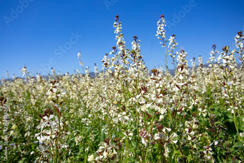 Arugula flower. Eruca lativa plant. Rucola blossom. Farmland arugula.