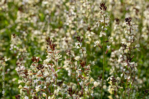 Arugula flower. Eruca lativa plant. Rucola blossom. Farmland arugula. photo