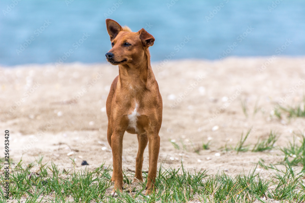 Brown yellow dog standing on the beach.